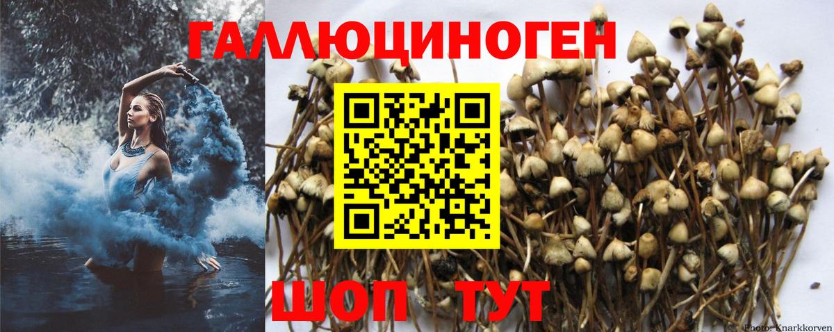 Псилоцибиновые грибы MAGIC MUSHROOMS  Вход с VPN  Сунжа  где можно купить наркотик  Галлюциногенные грибы мицелий 
