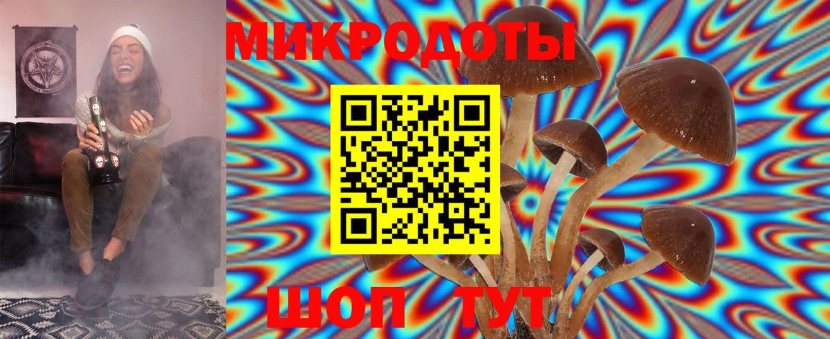 Псилоцибиновые грибы Cubensis Сунжа
